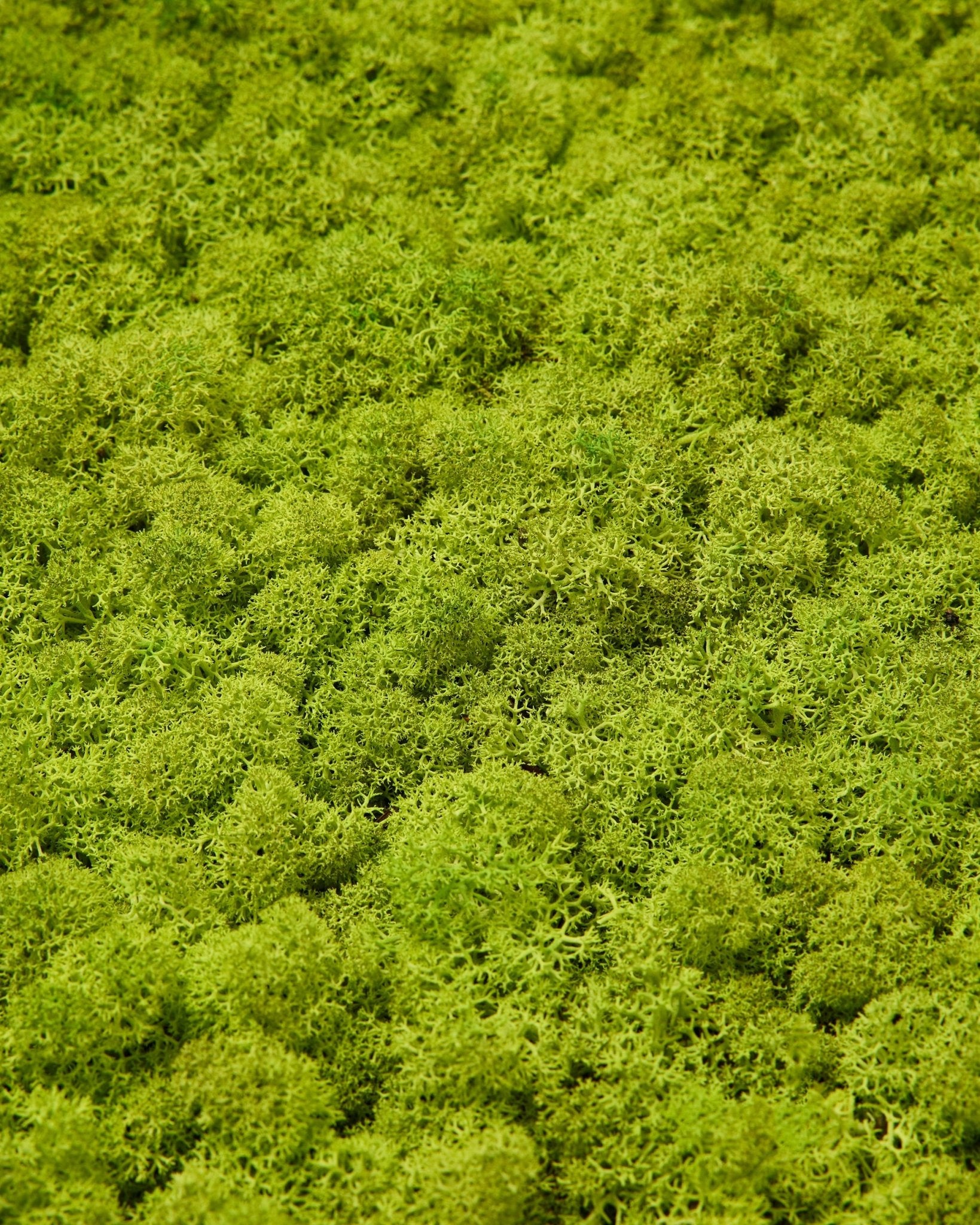 Close-up of WoodUpp Akupixel acoustic panel in Apple Green moss, 60x60 cm, featuring dense, textured moss surface for a natural Nordic appearance.